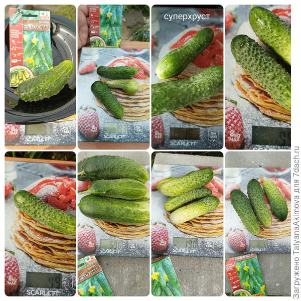 Сбор урожая Суперхруст