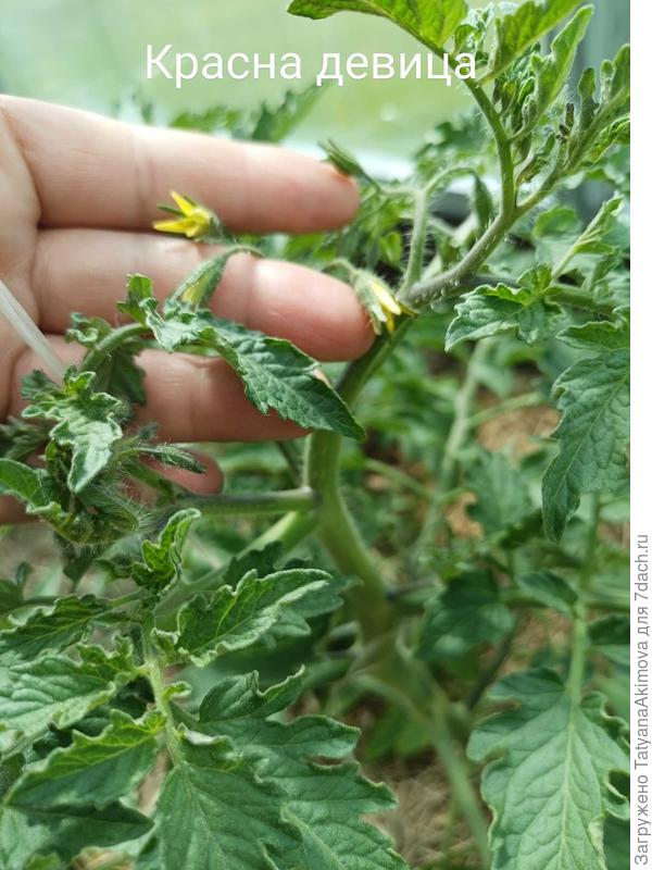 Красна девица 13 июня