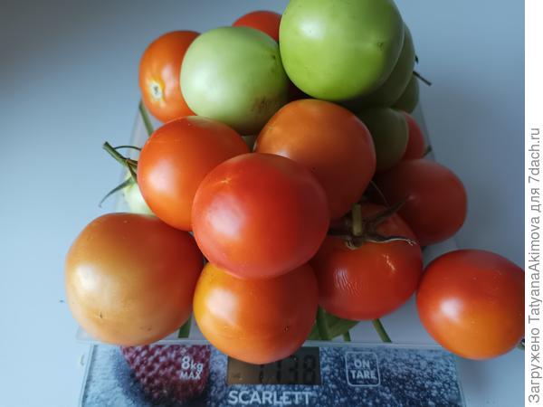 Последний сбор урожая