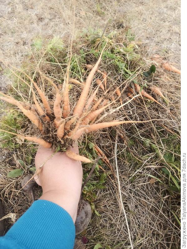 Моя &quot;гигантская&quot; Морковь сезон 2022г