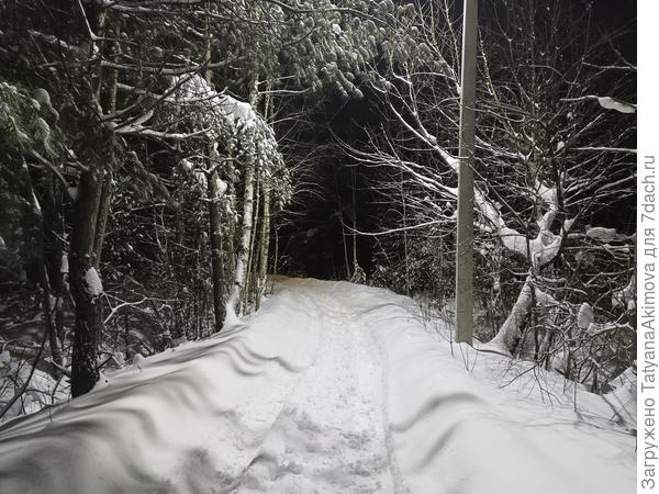 Это я шла через пролесок в деревню, на дачу (17.12 , 8 утра)