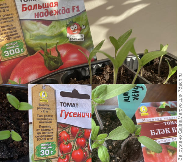 Всходы томатов 22-24 марта