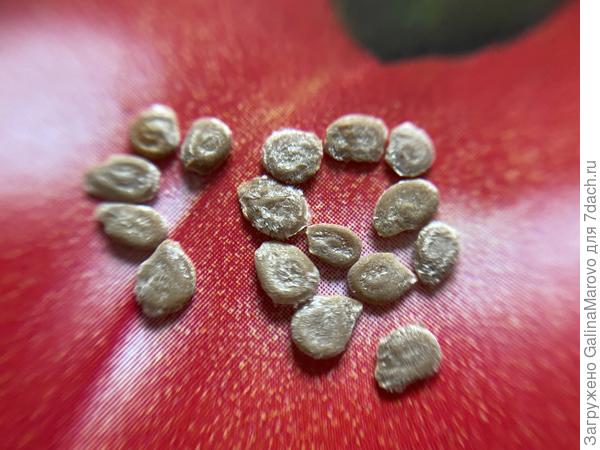 Семена Большая надежда f1 крупным планом.