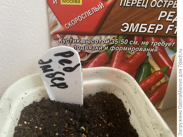 Лидер - Ред Эмбер f1