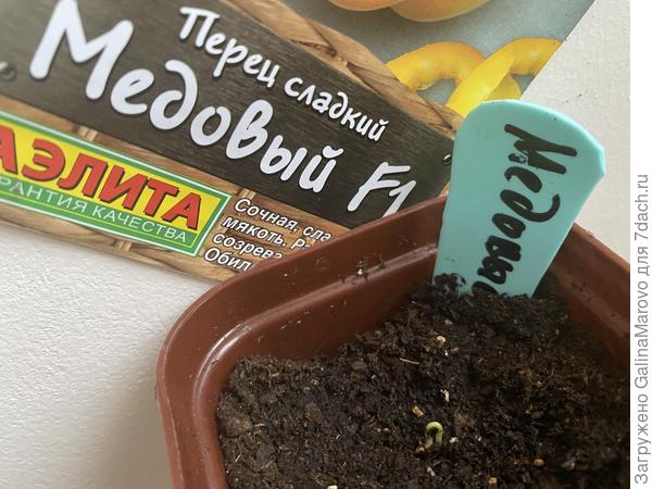 Медовый f1 - взошли все