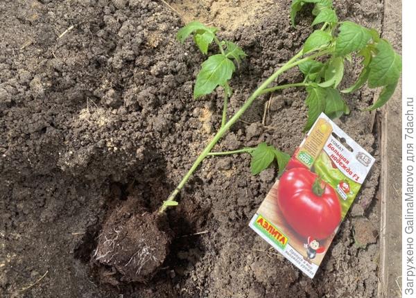 Томат Большая надежда f1