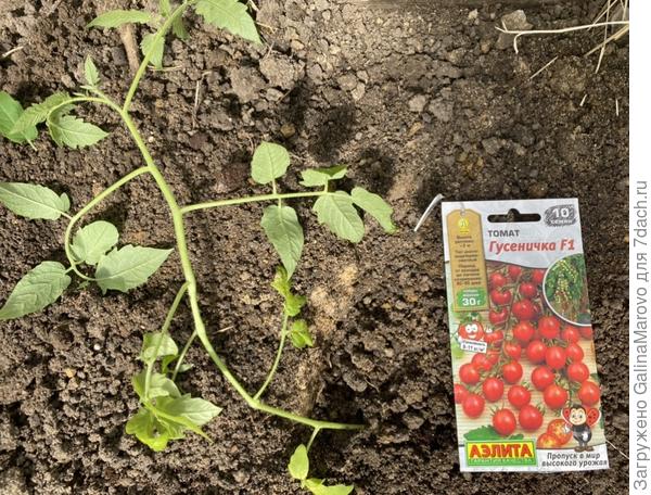 Томат Гусеничка f1