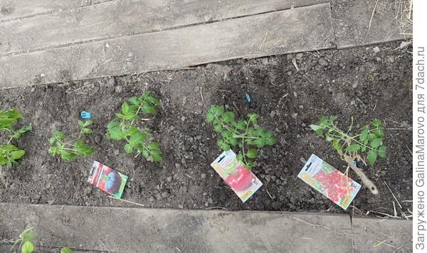 Грядка с высаженными томатами