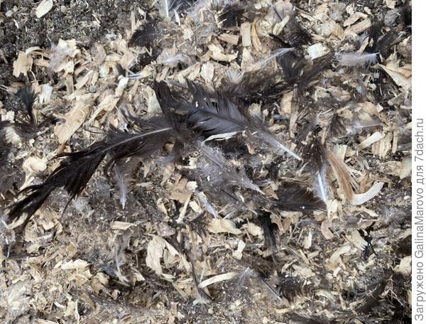 Куриная подстилка( опилки, помёт и перья)