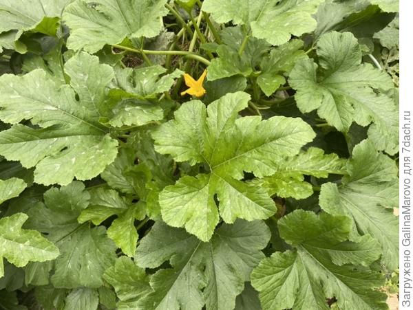 Последнее фото кустов Хит сезона f1 , 28 августа