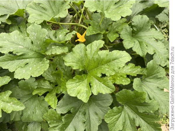 Последний день Хита сезона f1