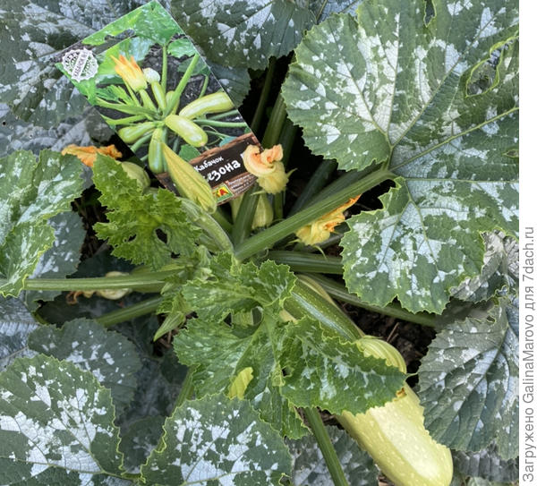 Хит сезона f1