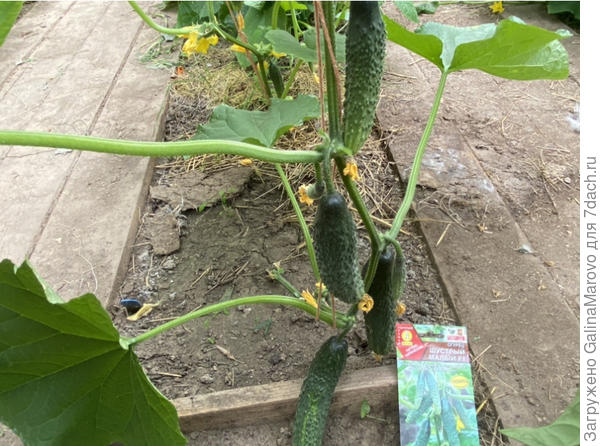 Шустрый малый f1