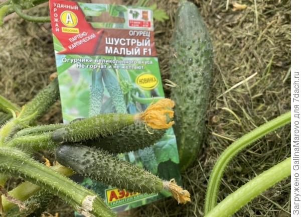 Шустрый малый f1