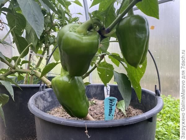 Медовый f1, 7 октября