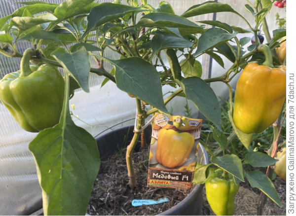 Медовый f1 , второй урожай