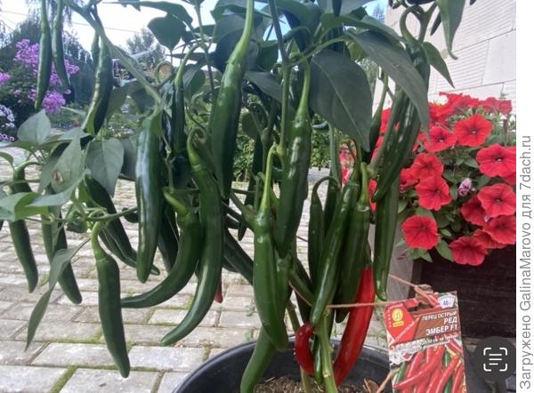 Ред Эмбер f1