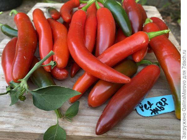 Ред Эмбер f1