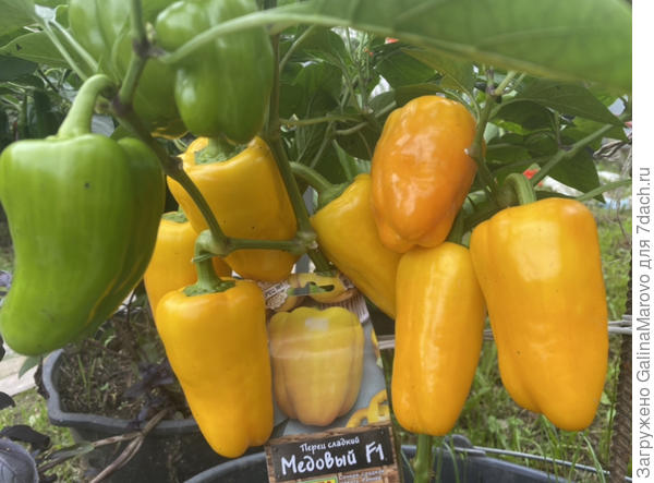 Медовый f1, первый урожай