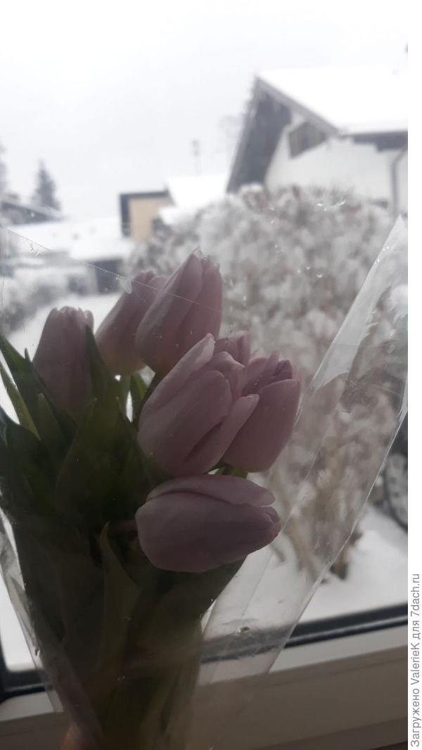 тюльпаны зимой