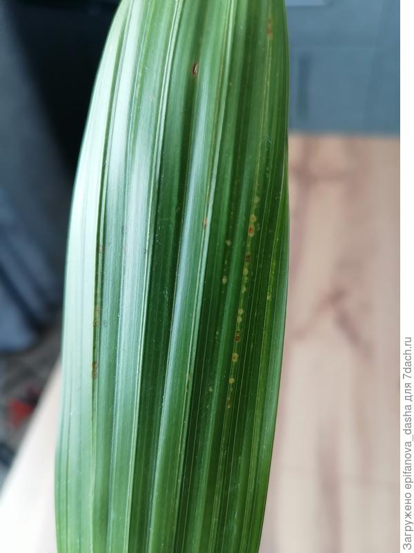 Лист финиковой пальмы