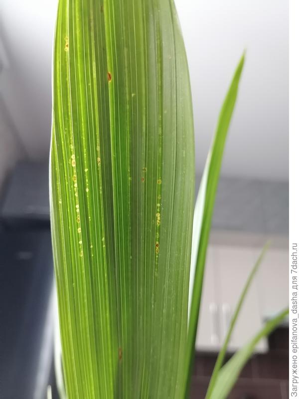 Лист финиковой пальмы