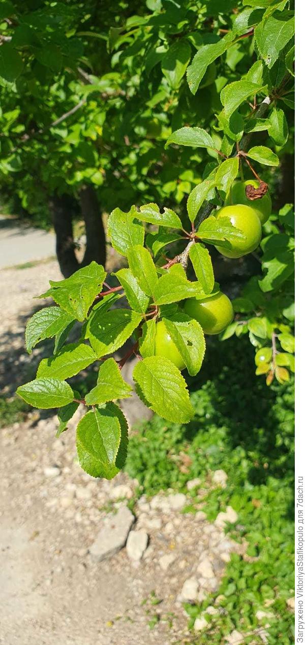 дерево с плодами