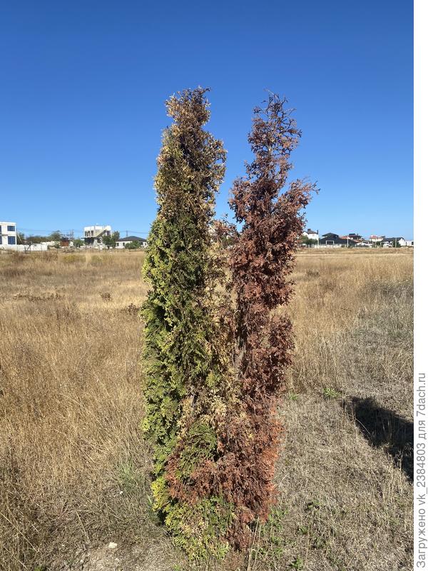 Плосковеточник болеющий