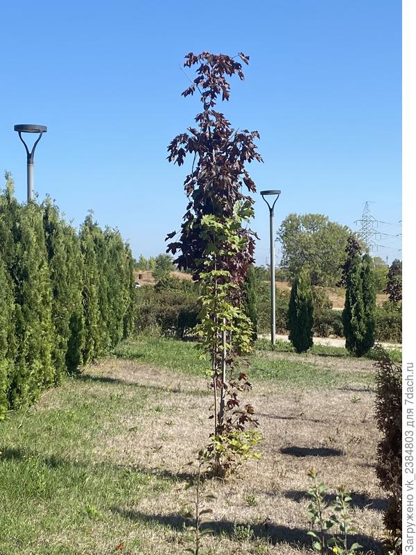 Клен. Бурая часть увядшая, зеленая в норме.