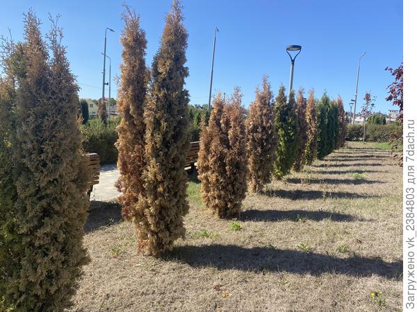 Плосковеточник болеющий