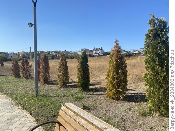 Плосковеточник болеющий