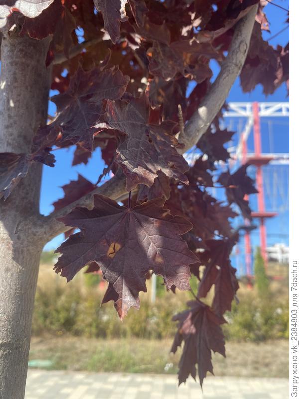 Листья клена