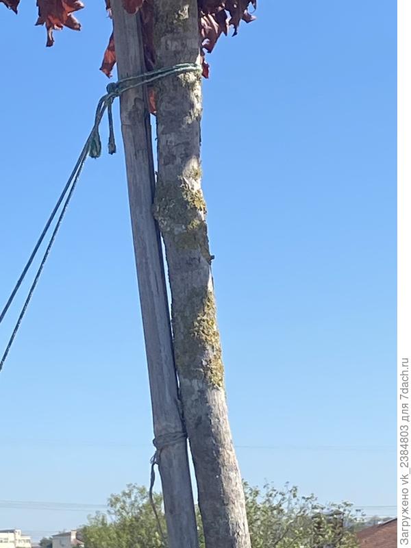 На стволе самого крупного клена