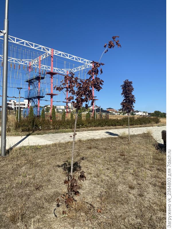 Засыхающий клен