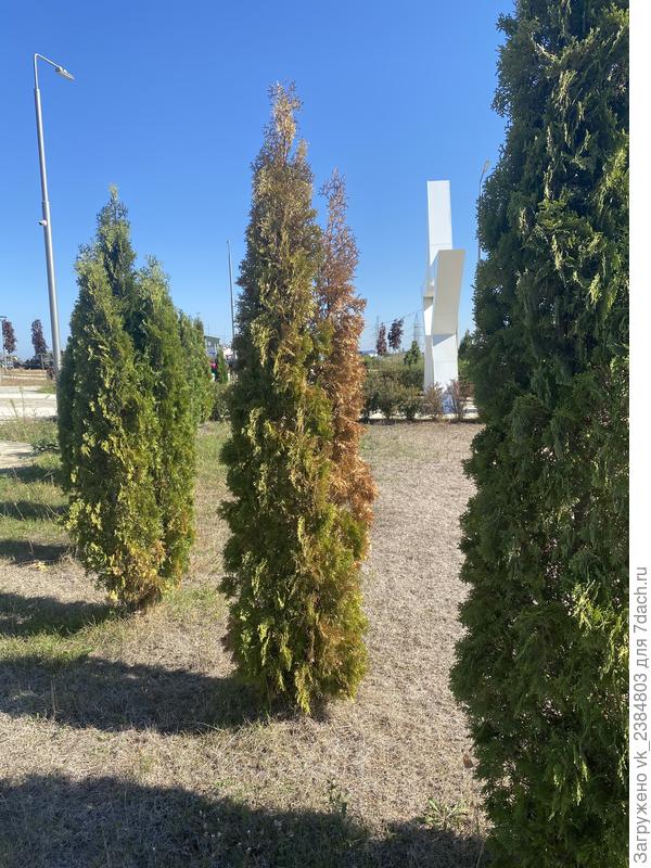 Плосковеточник болеющий