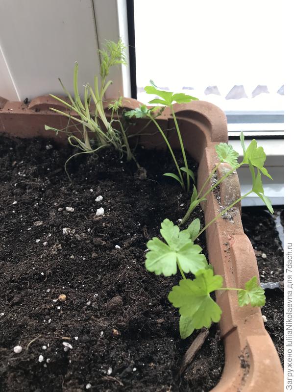 Петрушка на новом месте