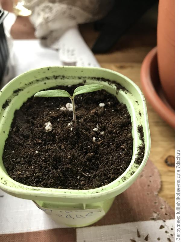 Распикирован в возрасте одни сутки. Сейчас возраст трое суток