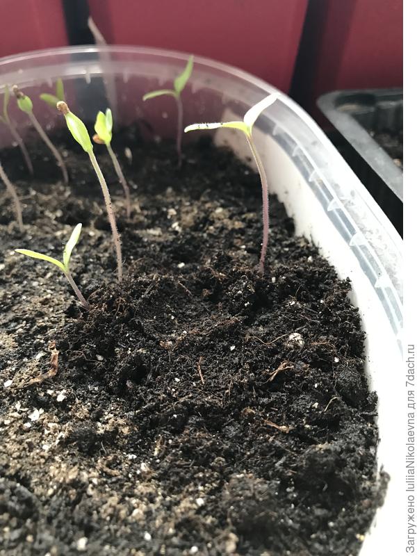 А это его братья-«жирафы»