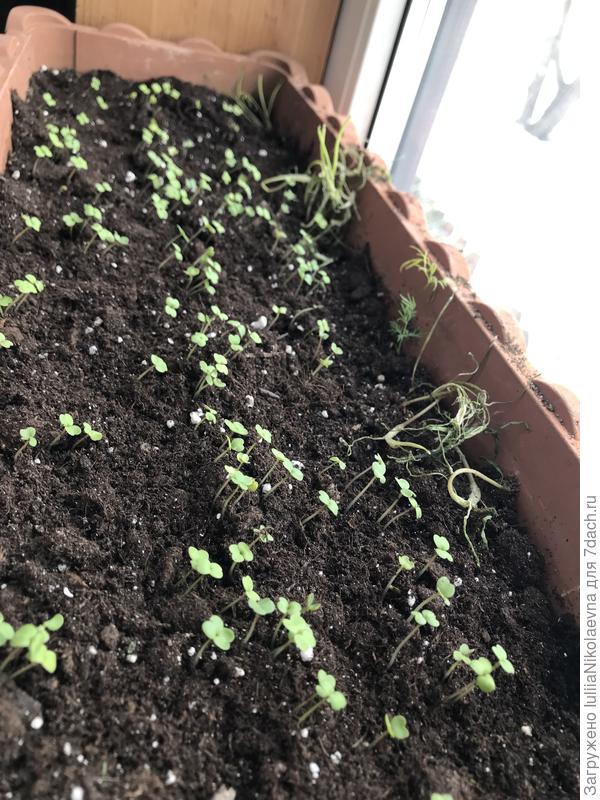 А это руккола. Два дня от всходов