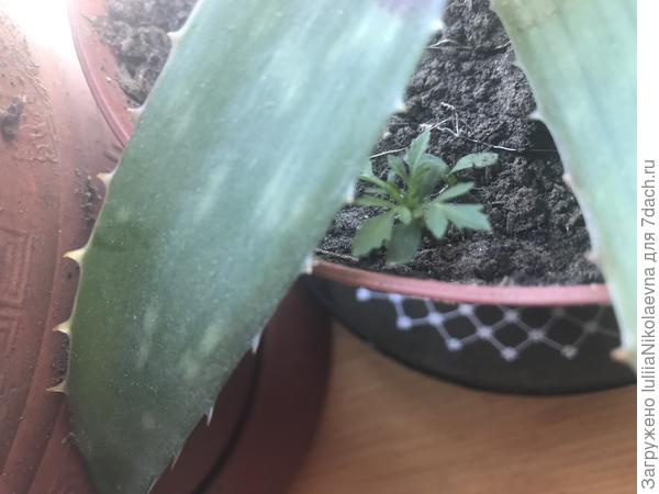 Откуда взялся?)