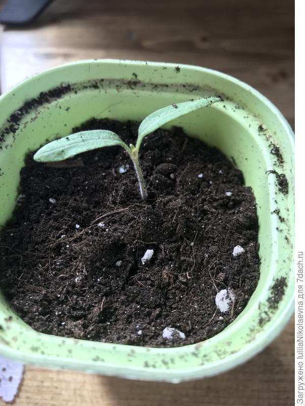 Посажены в плошки 15 марта. 18 начали всходить. 22 марта рассажены в отдельные квартиры. Через сутки здоровье нормальное.