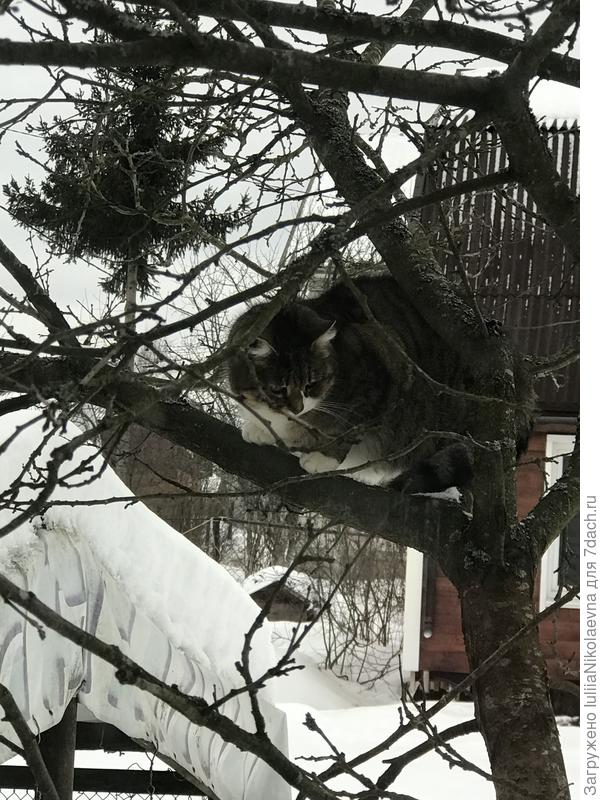 Весна. Кошки прилетели. Гнезда вьют