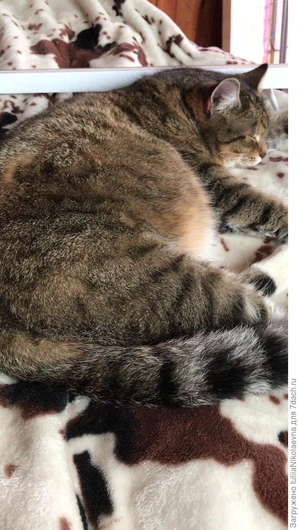 Страшнее кошки зверя нет ©