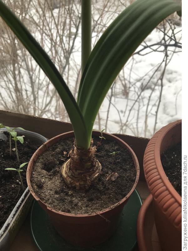 Как звать не знаю, весной цветёт граммофончиками.