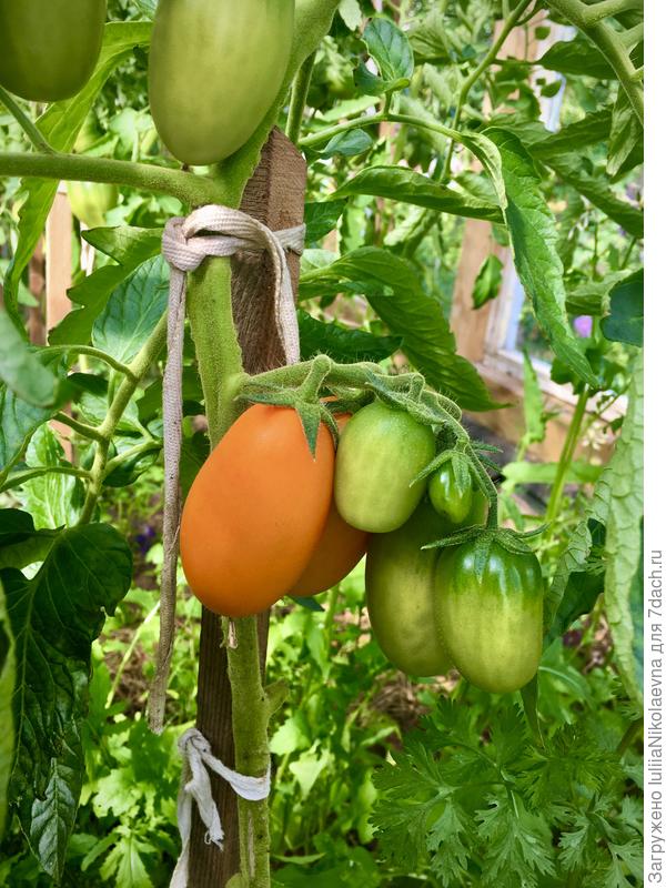 14 июля 2019. Сорт - Лисичка