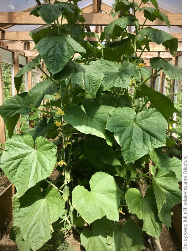 21 июня 2021 год