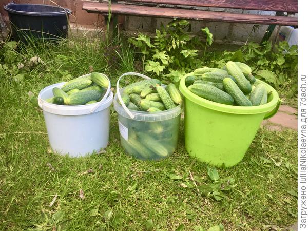 8 августа 2020