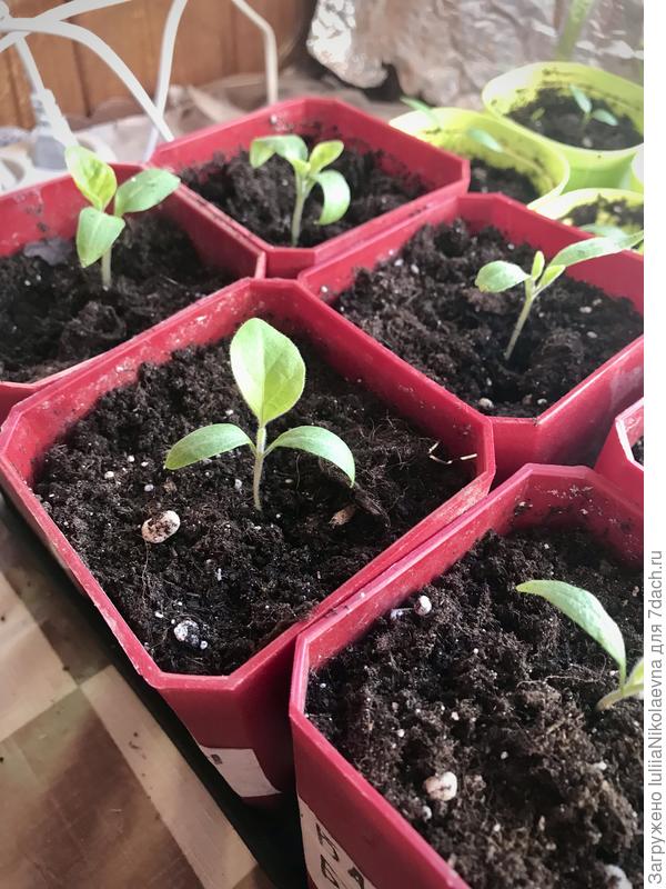 Баклажан 13 марта