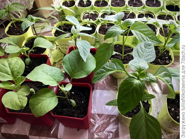 19 февраля замочены на ночь, 20 февраля посажены в грунт. Начали всходить 26 февраля. Рассаде на фото один месяц