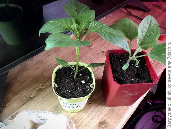 Единообразие